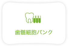 歯髄細胞バンク